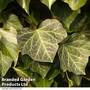 Hedera helix 'Woerner'