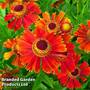 Helenium 'Ruby Tuesday'