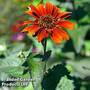 Heliopsis helianthoides 'Red Shades'