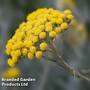 Helichrysum angustifolium