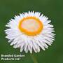 Xerochrysum bracteatum 'White'