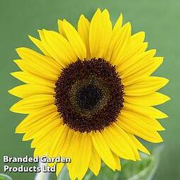 Sunflower 'Carmel' F1