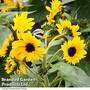 Sunflower 'Dancing Sun'