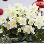 Hellebore 'Christmas Rose'
