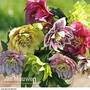 Hellebore 'Breeder's Mix'