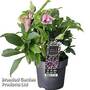 Hellebore 'Carnaval'