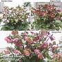 Helleborus Frostkiss Collection