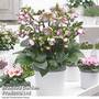 Helleborus 'Frostkiss Glenda?s Gloss'