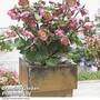 Helleborus 'Frostkiss Penny?s Pink'