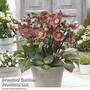 Helleborus 'Frostkiss Pippa?s Purple'