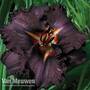 Hemerocallis 'Black Magic'