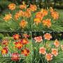 Hemerocallis 'Everyday Lily Series'
