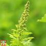 Herb 'Good King Henry'