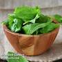 Sorrel 'Volare'