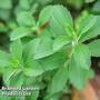 Stevia rebaudiana natural sweetener