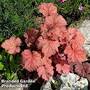 Heuchera 'Georgia Peach'