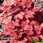 Heuchera 'Autumn Leaves'