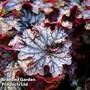 Heuchera 'Blackberry Jam'