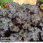 Heuchera 'Can Can'
