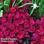 Heuchera 'Cherry Cola'
