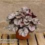 Heuchera 'Cinnabar Silver'
