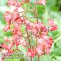 Heuchera Firefly 1 Litre Pot x 1