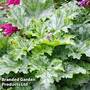 Heuchera 'Lime Swizzle'