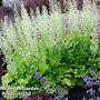 Heuchera 'Rex Lime'