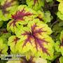 Heucherella Trailing Stoplight
