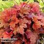 Heucherella Trailing Sweet Tea