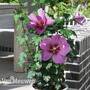 Hibiscus ?Walberton?s' Rose Moon?
