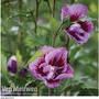 Hibiscus syriacus 'Purple Pillar'