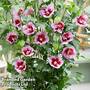 Hibiscus 'Flower Tower Purple'