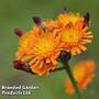 Hieracium aurantiacum