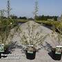 Hippophae rhamnoides 'Pollmix'