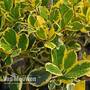 Holly 'Golden King' (Standard Tree)