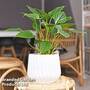 Homalomena 'Maggy'
