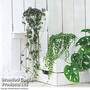 Hanging Houseplant Collection