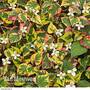 Houttuynia cordata 'Chameleon'