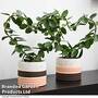 Heart-Shaped Hoya carnosa in Decorative Ceramic Pot