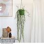 Hoya linearis