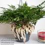 Humata tyermannii