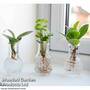 Hydroponic Collection Trio