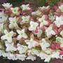 Hydrangea quercifolia 'Snowflake'