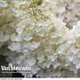 Hydrangea paniculata 'Grandiflora'