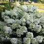 Hydrangea paniculata 'Bobo'