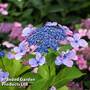 Hydrangea serrata 'Bluebird'