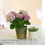 Hydrangea in green rimmed basket