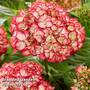 Hydrangea macrophylla 'Boskoop Beauty'