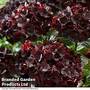 Hydrangea 'Burning Hot'